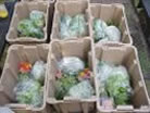 bin of produce from the farm