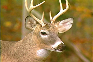 White-tailed Deer