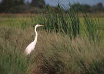 NRCS Announces Continuous Sign-up for Wildlife Habitat Program