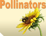 pollinators