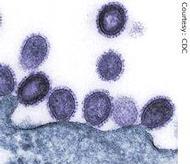 Avian influenza H5N1 viruses released from infected human cell