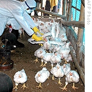 Health workers try to capture chickens in India, 17 Dec 2008