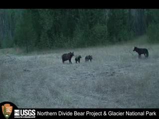 Grizzly Bear with Cubs Charges Wolf