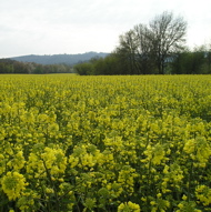 canola field