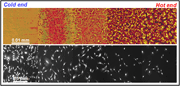 Upper images: A poly(L-lactide) film was annealed on a temperature gradient and atomic force microscopy revealed that the hot end became rougher as spherulites began to form. Lower images: Cells (MC3T3-E1 osteoblasts) cultured (5d) on the gradient proliferated faster on the smooth areas as determined by automated fluorescence microscopy. 