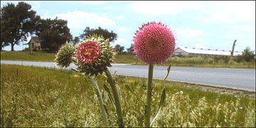 Musk thistle