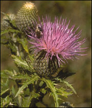 Tall thistle