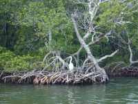 Great White Heron Atop Mangrove Roots: A great white heron standing atop the mangrove roots of Boggy Key; a Florida Key island. (FL, USA)