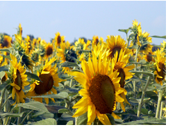 sunflower used for biodiesel photo