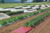 Penn State Center for Plasticulture trial of potatoes grown with colored plastic mulch, drip irrigation, and floating row covers. 