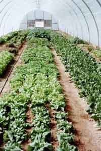 Full production in early March at Au Naturel Farm, lettuces and spinach. 