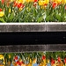 Tulip Reflecting Pool, St. Louis Botanical Gardens