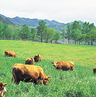 Cow pasture