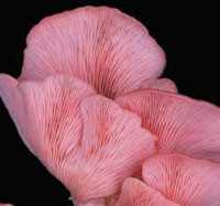 Flamingo Oyster Mushrooms