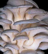 Gray Oyster Mushrooms