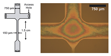 schematic and photomicrograph