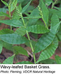 Wavy-leafed Basket Grass