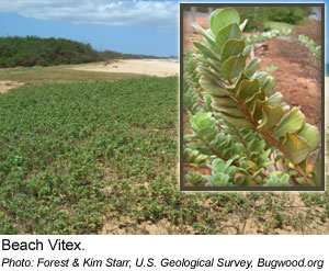 Beach Vitex