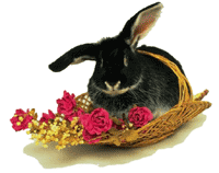 rabbit lying in a basket