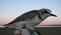 Gloved human hand holding a Kentish plover wearing Mongolian leg flags.