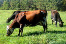 The NOFA Massachusetts Organic Dairy Program