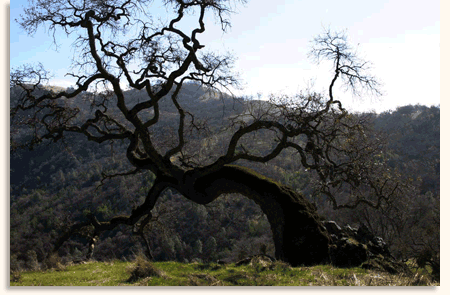 Oak tree at Blue Oak Rachen Reserve