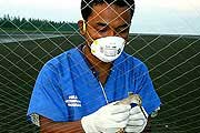 An Indonesian field researcher, removing a Nordmann's Greeshank from a mist net at Cemara Beach, in Jambi, Sumatra, Indonesia.