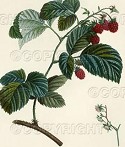 Raspberry Picture