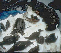 Various dead, oiled wildlife collected in Prince William Sound, Alaska, in March 1989.