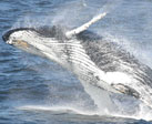 breached humpback whale