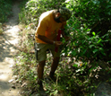 Photo of Jatinder Singh examining a plant in Tanzania's Mahale Mountains National Park.