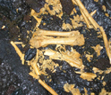 Photo of bird bones from an extinct giant goose that once inhabitated the big island of Hawaii.