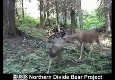 Deer and Fawn in Bear Hair Trap