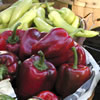 Peppers grown at the farm of Ann Bell Stone, Southern SAWG Board Member, in Georgetown, Kentucky.