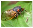 Insects, Diseases, and Weeds