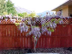 Wysteria Vine on Lattice Fence