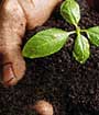 USDA Web Soil Survey - Hand, dirt, plant
