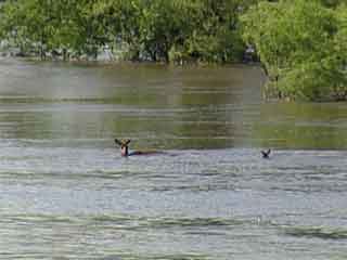 Wildlife Affected by Flooding in Waverly