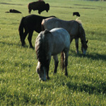Bison, feral (wild) horses, elk, mule deer and many other wildlife species are found in the park.