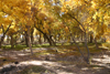 Photograph of Bosque Riparian Area