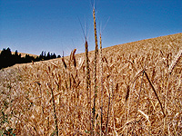 Hybrid Wheat