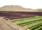 Lettuce crop near Yuma, Ariz.