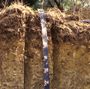Paxton fine sandy loam, the official Massachusetts state soil.