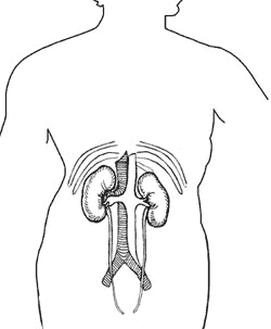 Image of a diagram of kidneys.