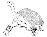 Image of a turtle.