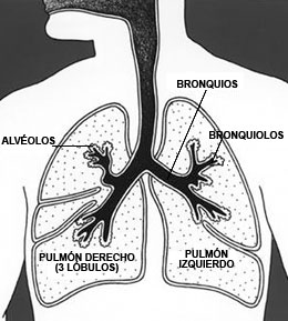 Ilustración del tórax con un diagrama de los pulmones, alvéolos, bronquios y bronquiolos.  El pulmón derecho tiene 3 segmentos o lóbulos y el izquierdo tiene 2.