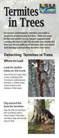 termites in trees