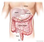 Anatomía del aparato (digestivo) gastrointestinal; muestra esófago, hígado, estómago, colon, intestino delgado, recto y ano