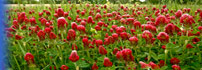 Crimson Clover (trifolium incarnatum) field in Edgefield, SC, by USDA photographer Bob Nichols.