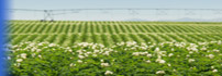 Welcome to Washington image of wildflowers landscaping a wetland project.